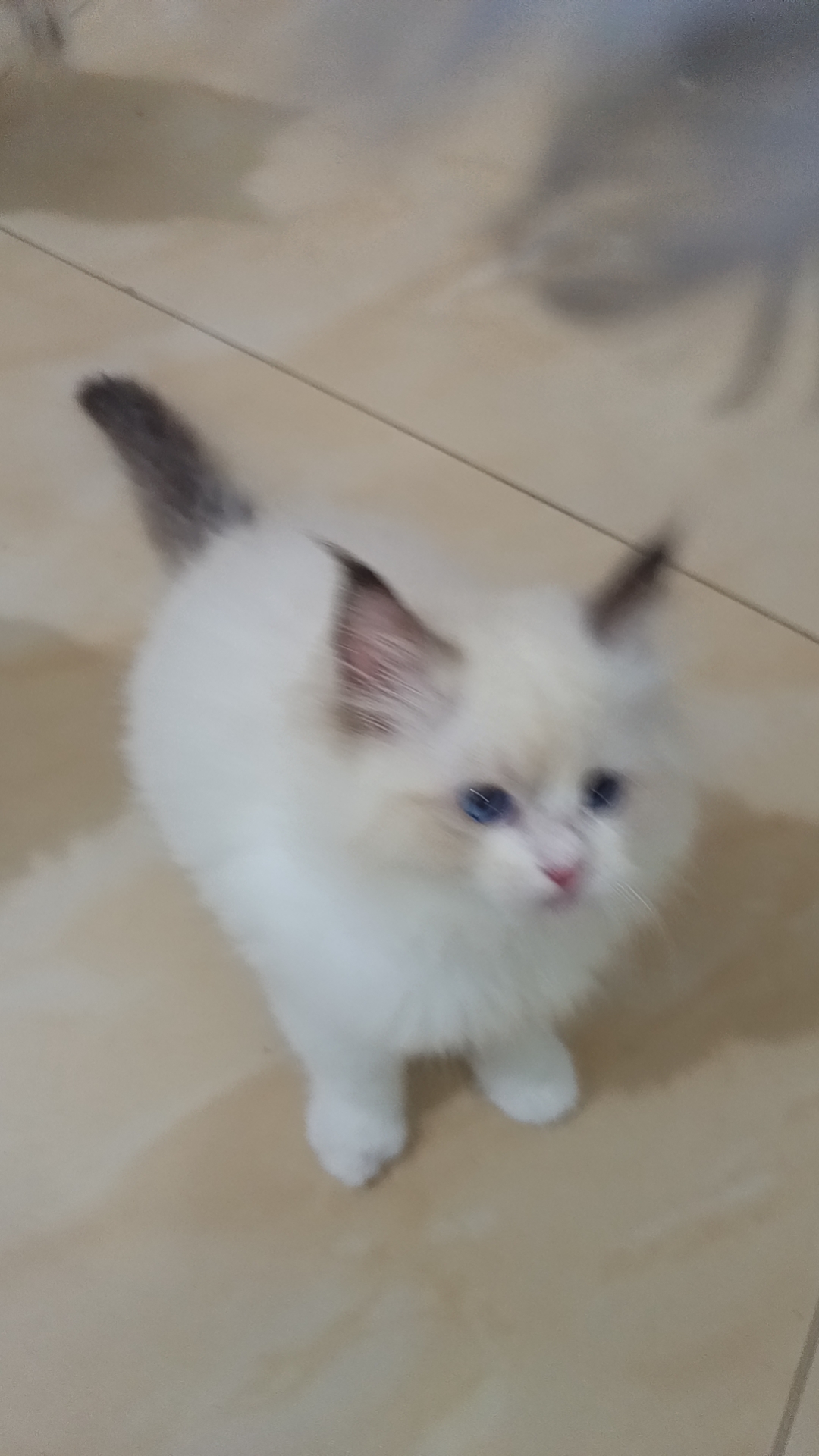 超仙的布偶妹妹